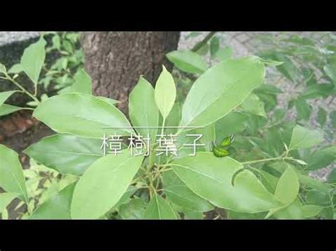 樟樹 種植|【樟樹種植】樟樹種植秘訣大公開：教你育苗、繁殖、。